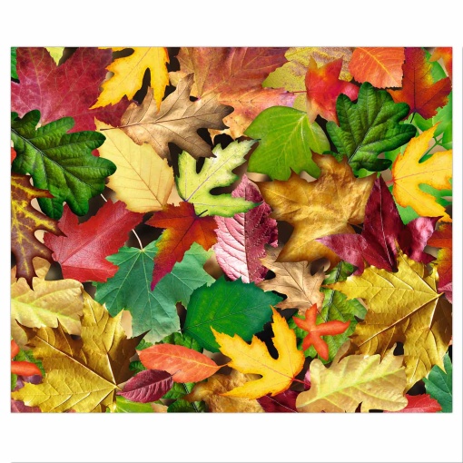 Cartolina URSUS 300g 49,5x68cm Folhas