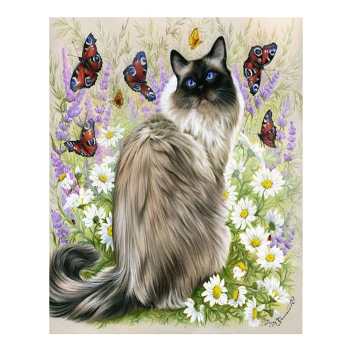 Pintar por números FIGURED'ART com moldura 40x50cm gato com borboletas