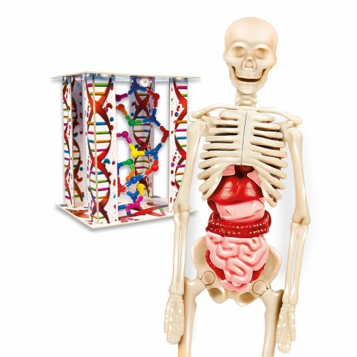 O corpo humano CLEMENTONI Ciência & Jogo Lab