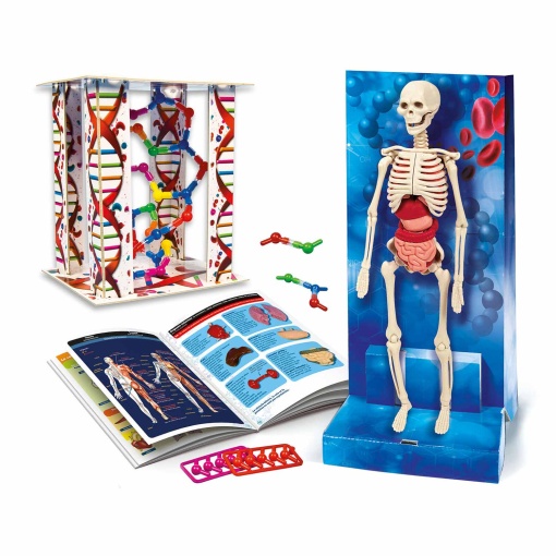O corpo humano CLEMENTONI Ciência & Jogo Lab