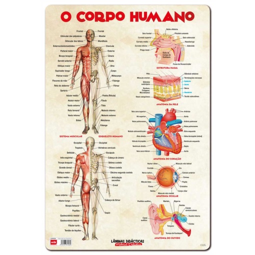 Base Didática O Corpo Humano 60x40cm