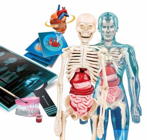 Super Anatomia CLEMENTONI Ciência & Jogo Lab