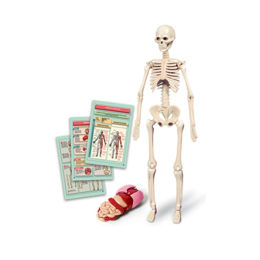 Kit Corpo Humano Ciência & Jogo Lab
