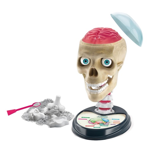 Anatomia Surpreendente Ciência & Jogo Lab