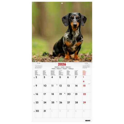 Calendário de parede 2026 FINOCAM 30x30cm Dogs 781225226