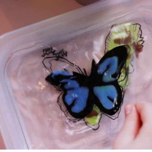 Tuby Jelly - Tuban Insects